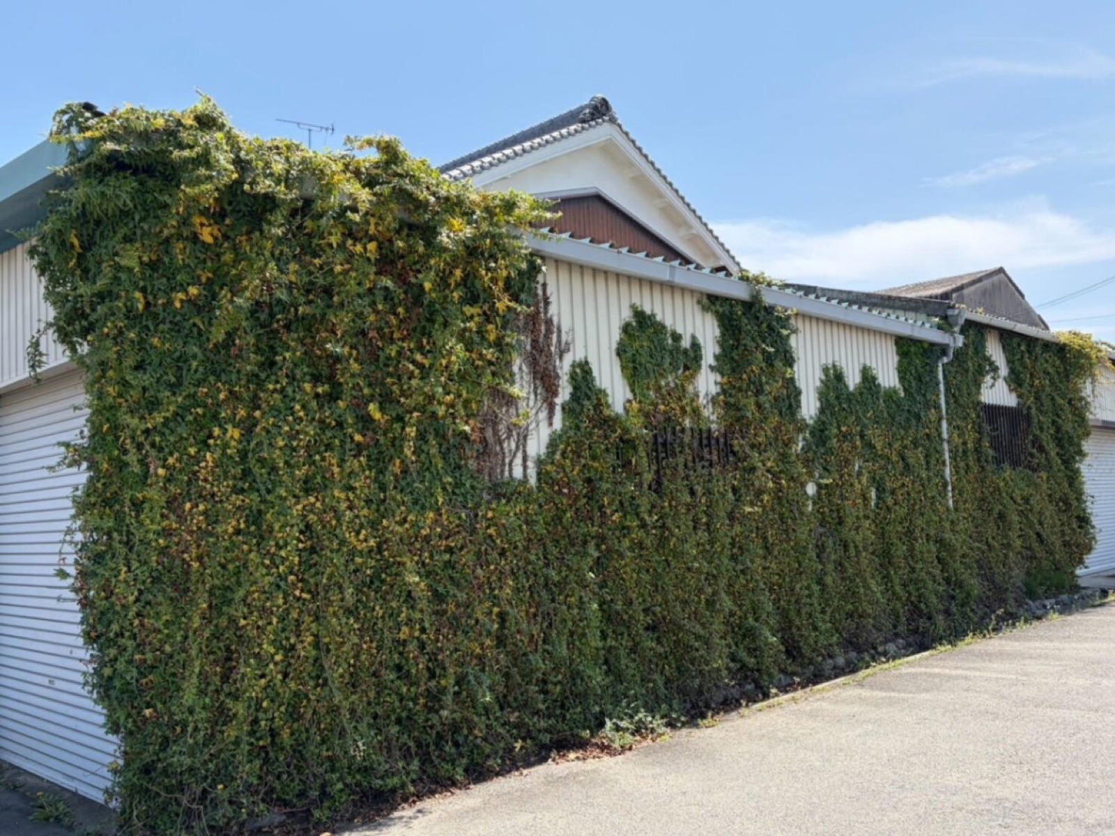 つる草除去前の外壁